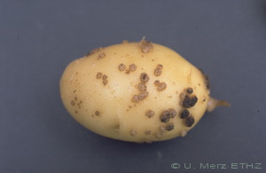 young tuber with lesions