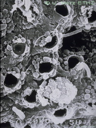 single spores with exit pores
