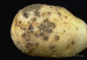 mature tuber with typical lesions