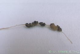 single potato root with galls